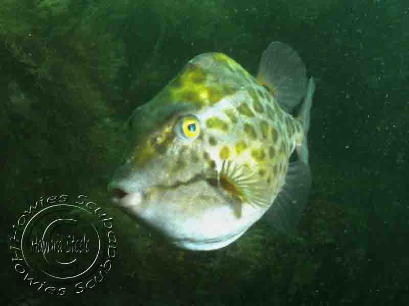 Boxfish, Howies Scuba